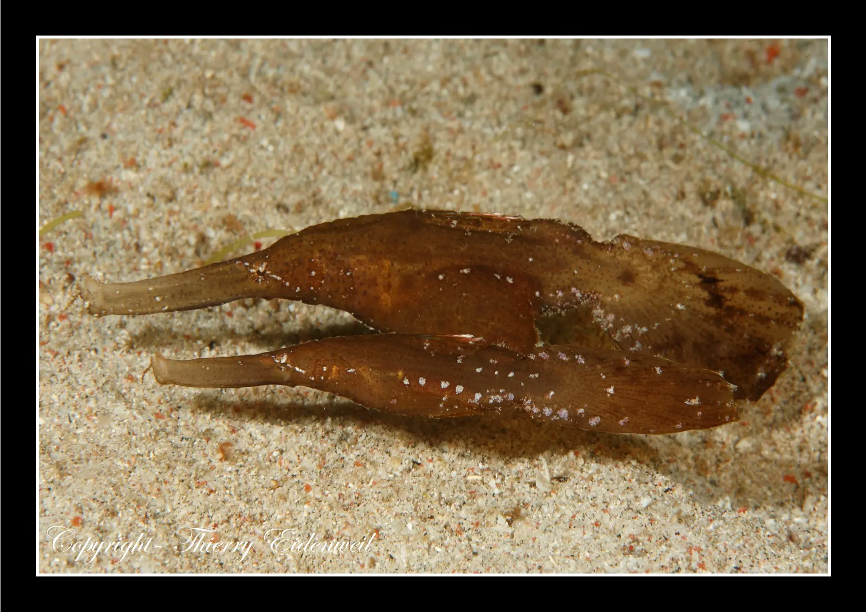 Anilao Macro Dive Media Highlight
